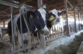 ep archivo   dos vacas lecheras en la granja de las nieves a 15 de enero de 2022 en logrono la rioja