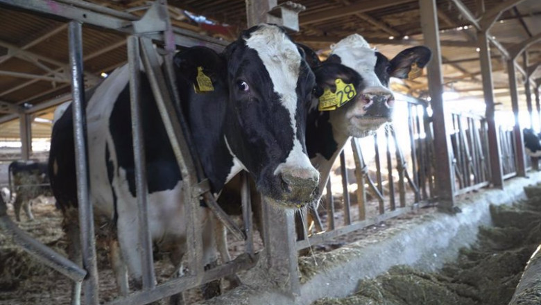 ep archivo   dos vacas lecheras en la granja de las nieves a 15 de enero de 2022 en logrono la rioja