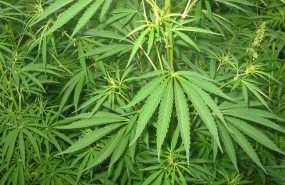 ep cannabis ep cannabis