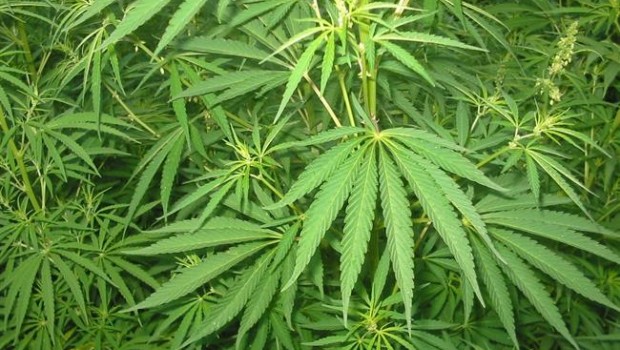 ep cannabis