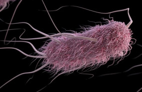 ep e coli escherichia coli 20190424180702