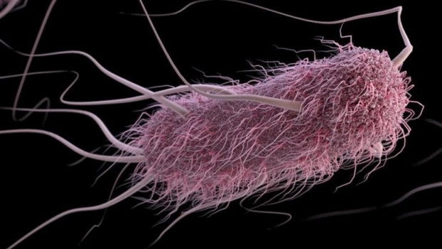 ep e coli escherichia coli 20190424180702
