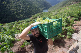 ep el vendimiador jorge bendina recoge uva godello en la vina familiar de la ribeira de vilacha