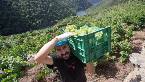 ep el vendimiador jorge bendina recoge uva godello en la vina familiar de la ribeira de vilacha