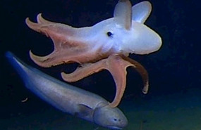 ep imagen del pulpo a la mayor profundidad conocida