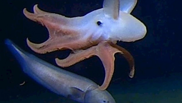 ep imagen del pulpo a la mayor profundidad conocida
