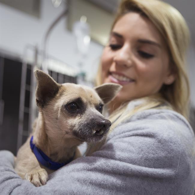 Perro abandonado que no podía comer | HOSPITAL VETERINARIO VALÈNCIA SUR ep perro abandonadono podia comer