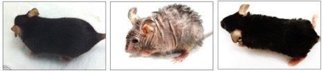 Ratones envejecidos y jóvenes | UAB ep ratones envejecidosjovenes