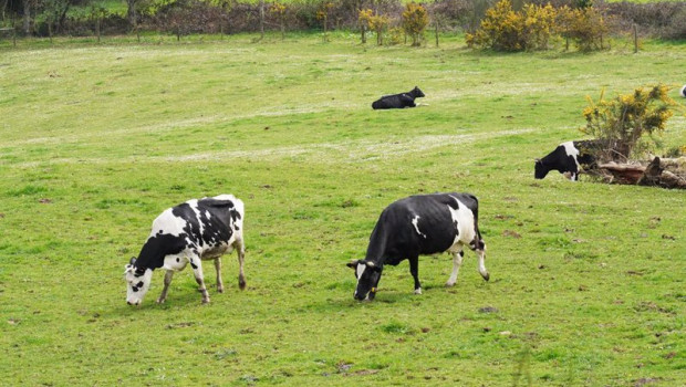 ep varias vacas lecheras