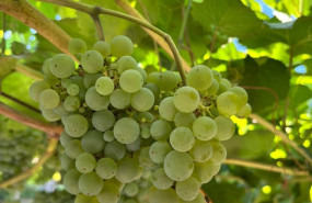 ep vinedo rias baixas