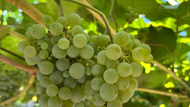 ep vinedo rias baixas