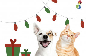 1607605075 navidad mascotaplanet 1607605075 navidad mascotaplanet