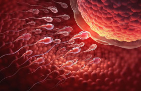 1627890137 fertilidad masculina