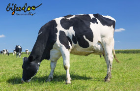 1655105854 pienso ecologico