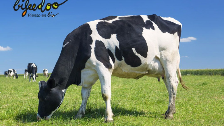 1655105854 pienso ecologico