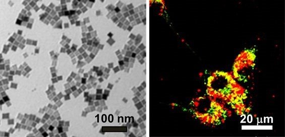 ep a la izquierda nanocubos en ella puede verse que el tamano de los nanocubos es cercano a 20 nm a ep a la izquierda nanocubos en ella puede verse que el tamano de los nanocubos es cercano a 20 nm a