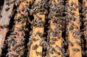 ep archivo   colmena de abejas