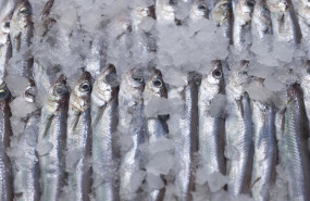 ep archivo   sardinas expuestas en una pescaderia de un mercado