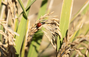 ep archivo   una mariquita posada en unas semillas de arroz en las marismas del guadalquivir