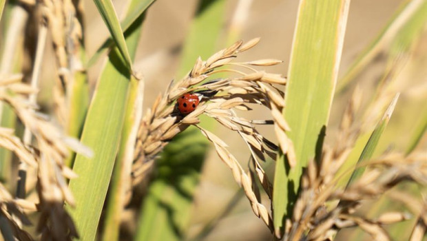 ep archivo   una mariquita posada en unas semillas de arroz en las marismas del guadalquivir