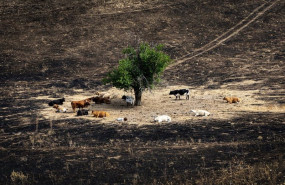 ep archivo   varias vacas en un campo quemado