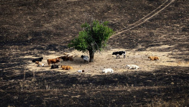 ep archivo   varias vacas en un campo quemado