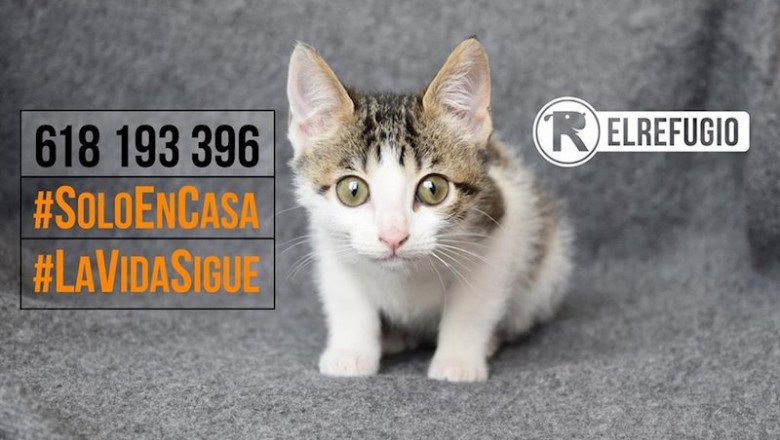 ep el refugio acogera a los gatos de personas hospitalizadas o fallecidas por el coronavirus ep el refugio acogera a los gatos de personas hospitalizadas o fallecidas por el coronavirus