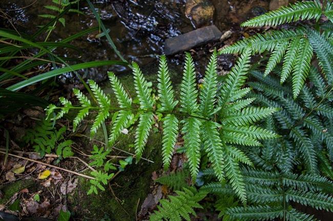 El helecho amenazado 'Pteris incompleta' | JUNTA DE ANDALUCÍA ep helecho amenazado pteris incompleta