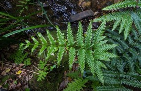 ep helecho amenazado pteris incompleta