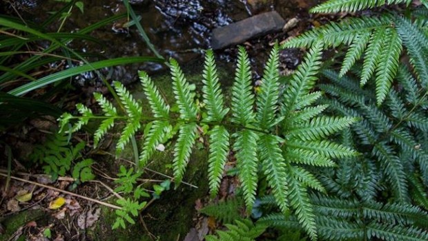 ep helecho amenazado pteris incompleta