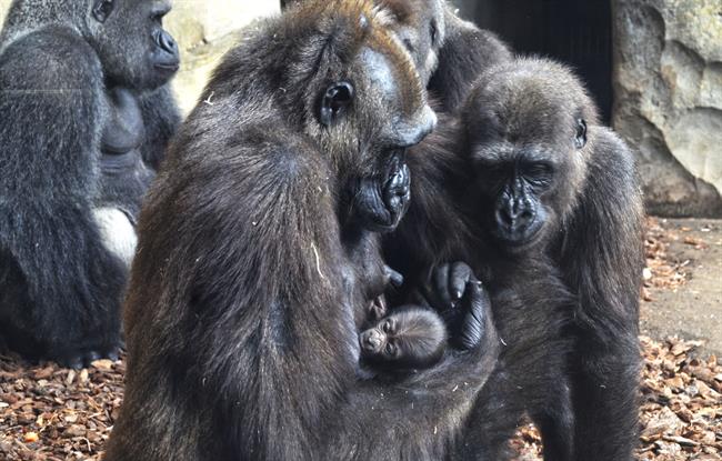 Nace el tercer bebé gorila valenciano en Bioparc | BIOPARC ep nacetercer bebe gorila valencianobioparc