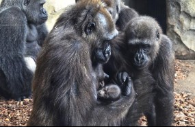 ep nacetercer bebe gorila valencianobioparc