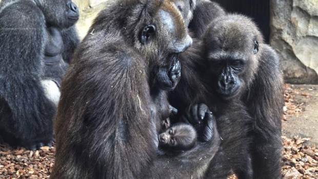 ep nacetercer bebe gorila valencianobioparc