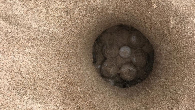 Nido en el que una tortuga marina ha depositado 113 huevos en una playa de Castelló | FUNDACIÓN OCEANOGRÀFIC ep nidoquetortuga marinadepositado 113 huevosuna playacastello