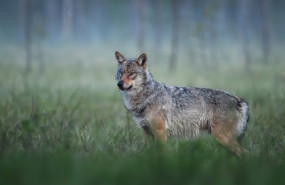 ep un ejemplar de lobo