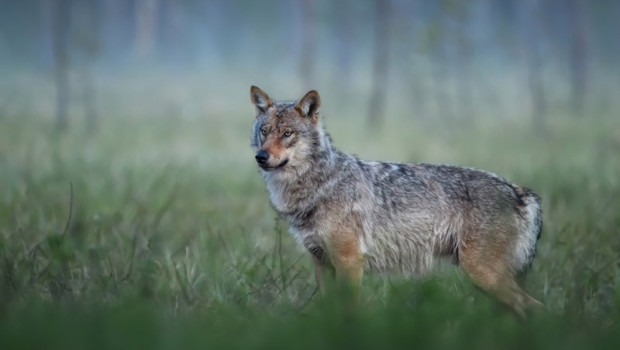 ep un ejemplar de lobo
