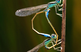 1654770385 libelulas raw29 foto de rafael perez 