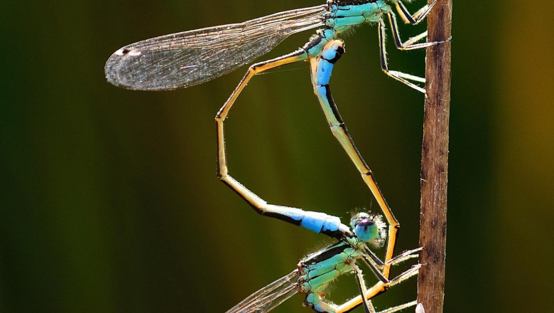 1654770385 libelulas raw29 foto de rafael perez 