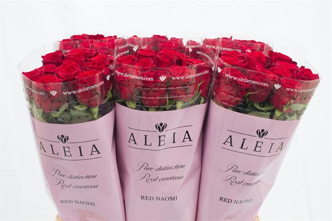 Aleia Roses | ALEIA ROSES ep aleia roses