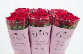 ep aleia roses