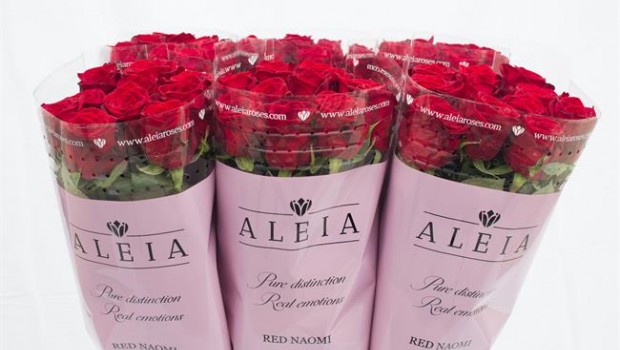 ep aleia roses