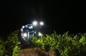 ep archivo   economia  la do rueda finaliza la vendimia con la recogida de 113720 kilos de uvas en