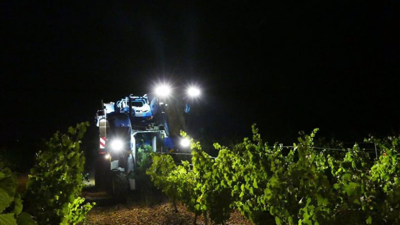 ep archivo   economia  la do rueda finaliza la vendimia con la recogida de 113720 kilos de uvas en