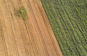 ep archivo un campo de forraje a 29 de junio de 2023 en xinzo de limia ourense galicia espana se ep archivo un campo de forraje a 29 de junio de 2023 en xinzo de limia ourense galicia espana se