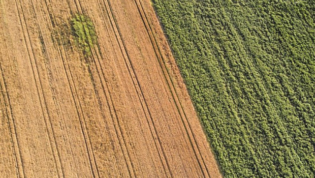 ep archivo   un campo de forraje a 29 de junio de 2023 en xinzo de limia ourense galicia espana se
