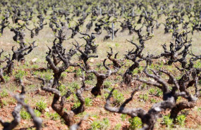 ep archivo   vinedo de cepas viejas en bembibre