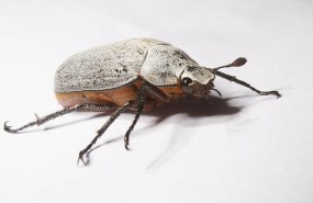 ep garrapata pulga escabarajo