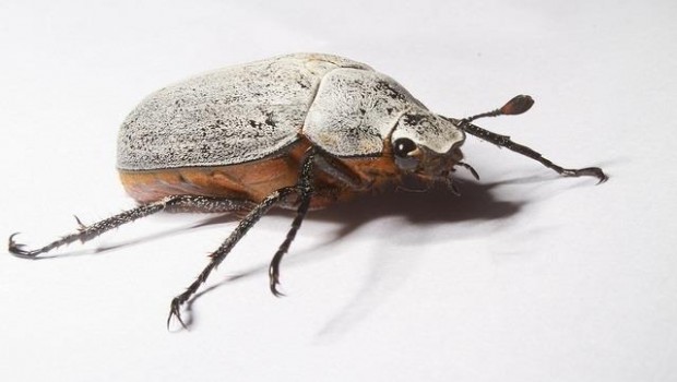 ep garrapata pulga escabarajo