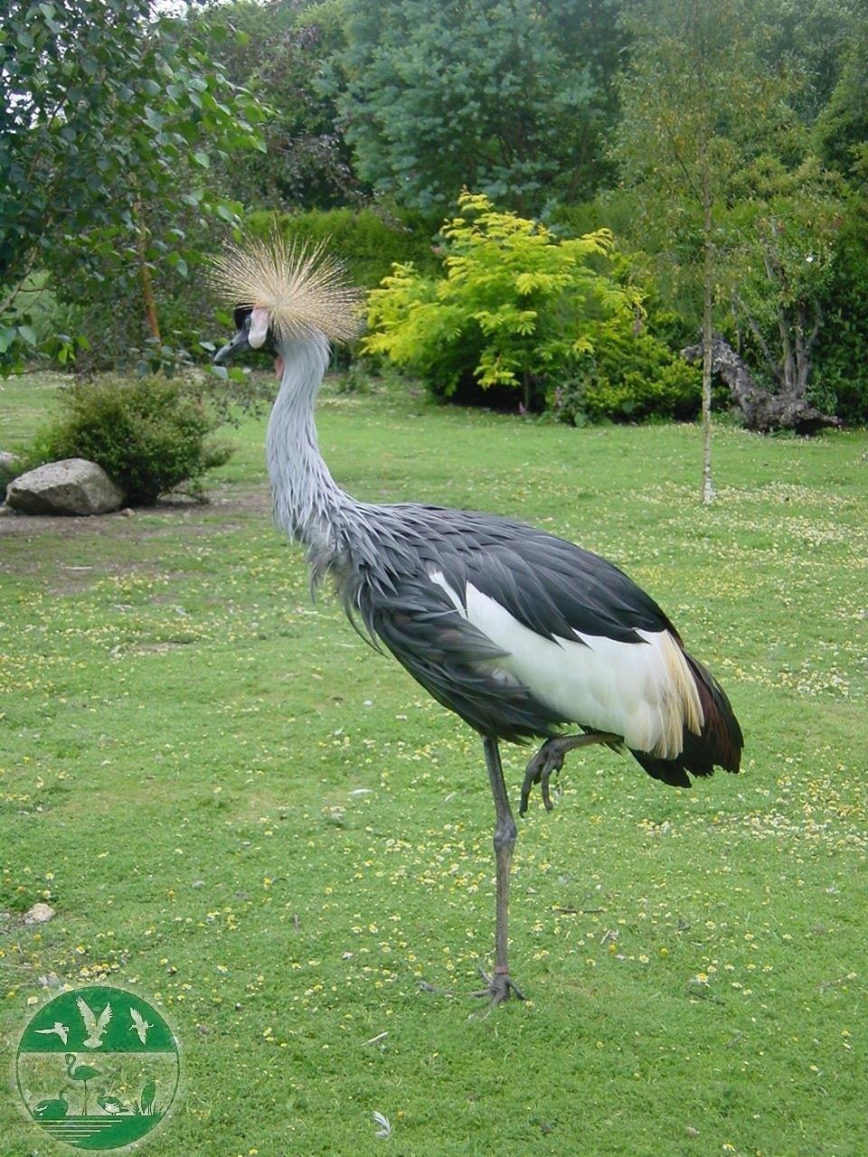 Grulla coronada | AVIFAUNA ep grulla coronada