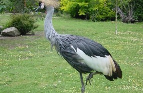 ep grulla coronada